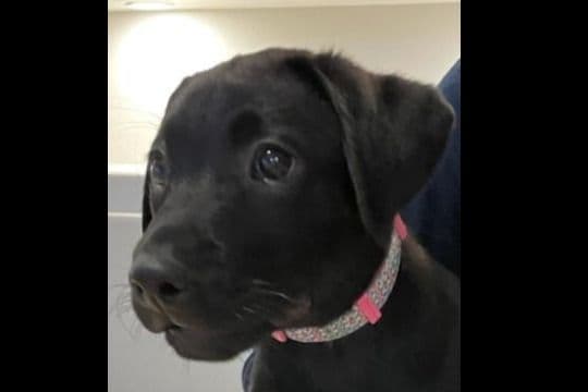 Beautiful Black Male Lab 602 423-0037 breeder image 56