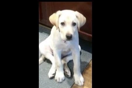 Beautiful Black Male Lab 602 423-0037 breeder image 57