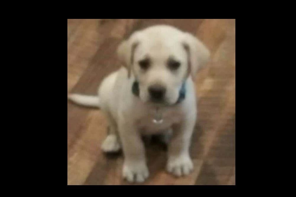 Beautiful Black Male Lab 602 423-0037 breeder image 58