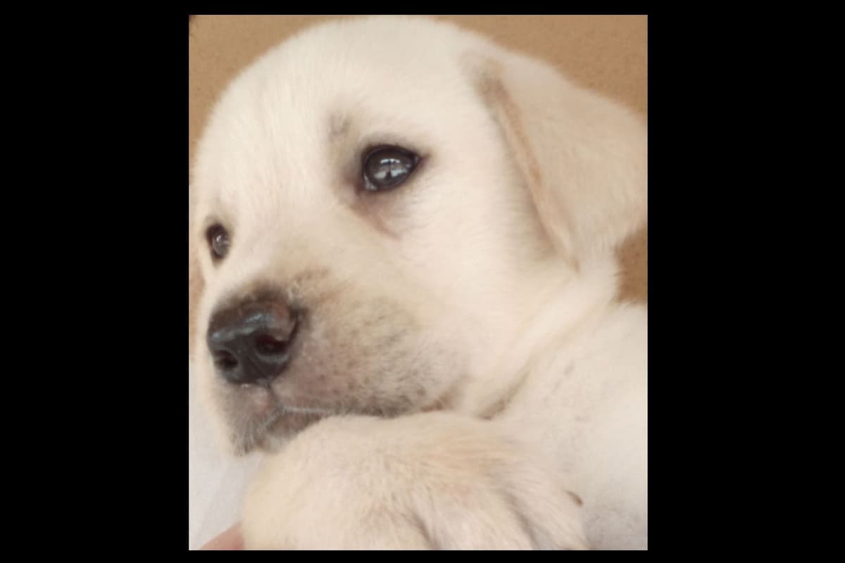 Beautiful Black Male Lab 602 423-0037 breeder image 59