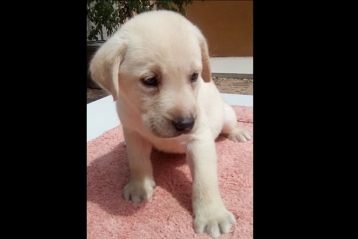 Beautiful Black Male Lab 602 423-0037 breeder image 60