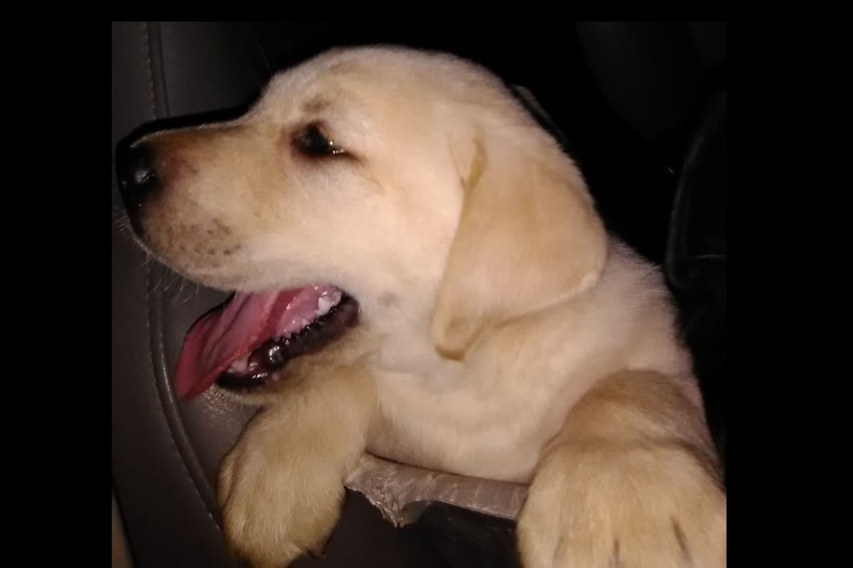 Beautiful Black Male Lab 602 423-0037 breeder image 61