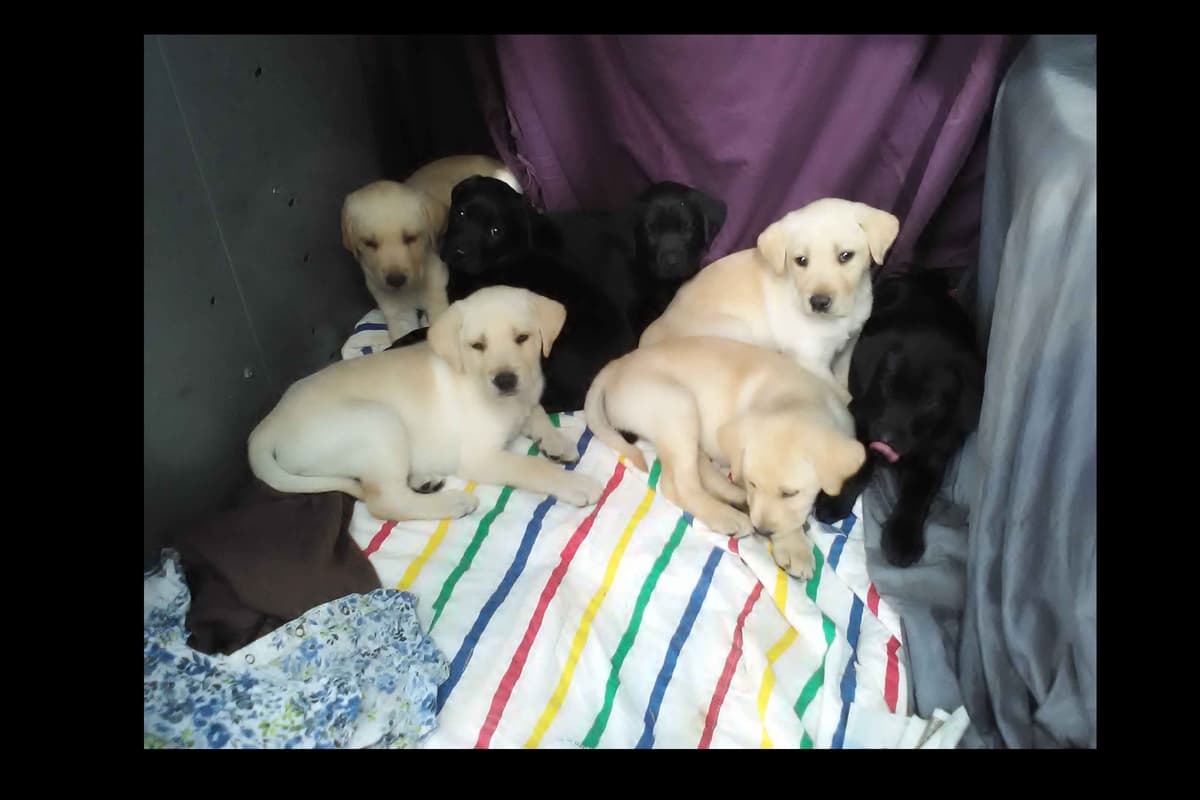 Beautiful Black Male Lab 602 423-0037 breeder image 64