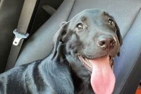 Beautiful Black Male Lab 602 423-0037 breeder image 65