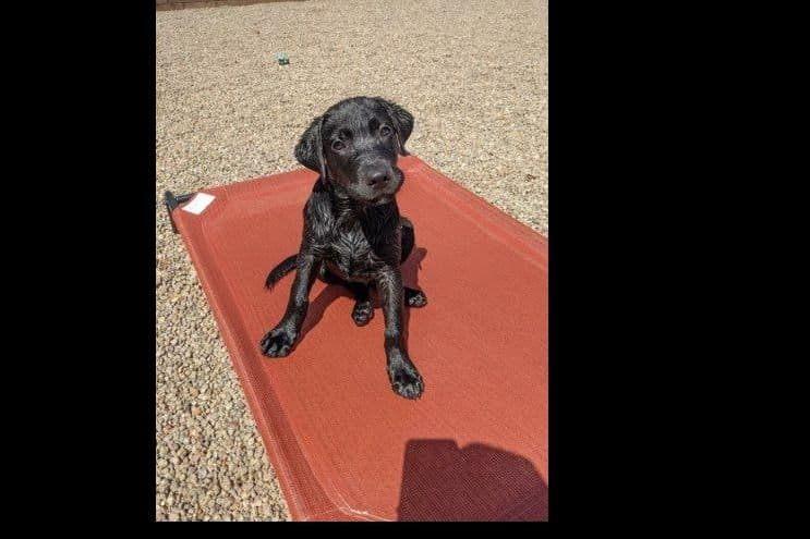 Beautiful Black Male Lab 602 423-0037 breeder image 66