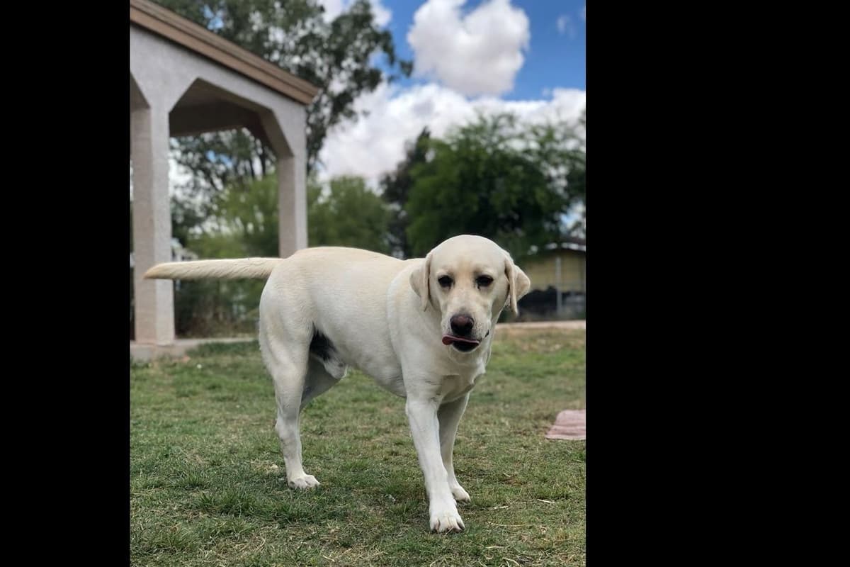 Beautiful Black Male Lab 602 423-0037 breeder image 68