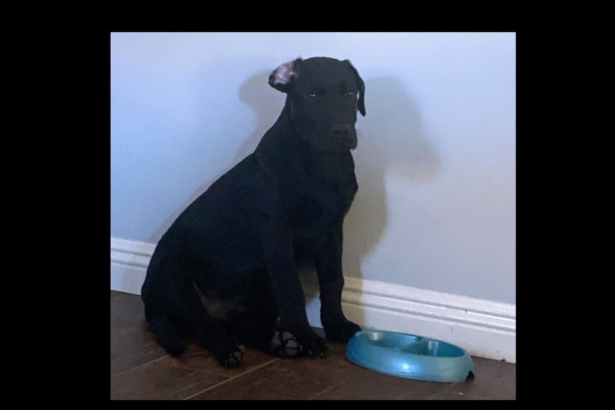 Beautiful Black Male Lab 602 423-0037 breeder image 69