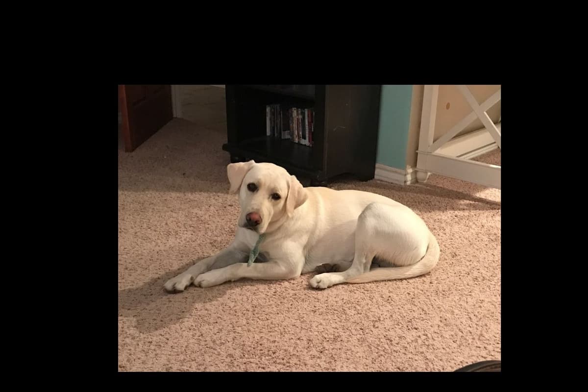 Beautiful Black Male Lab 602 423-0037 breeder image 70