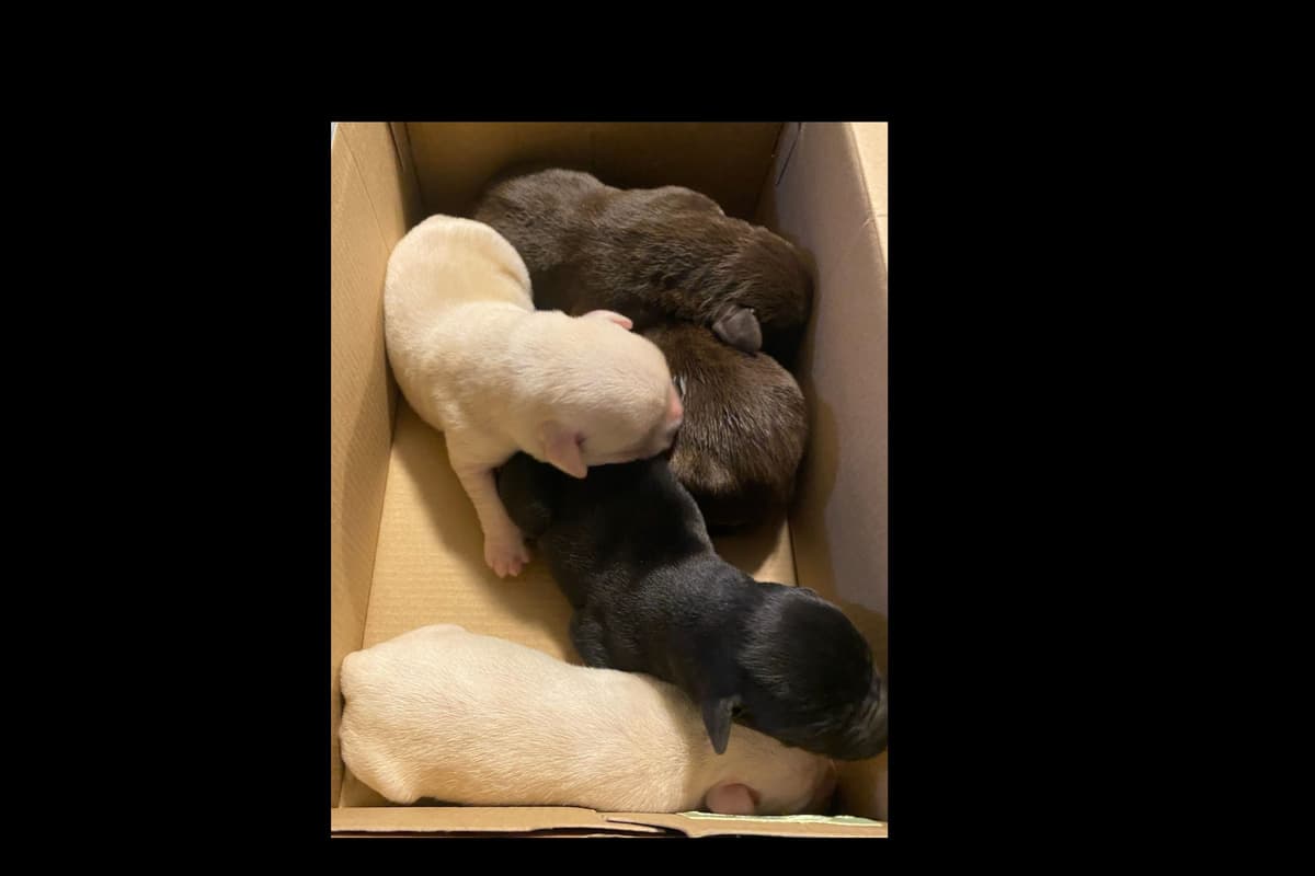 Beautiful Black Male Lab 602 423-0037 breeder image 73