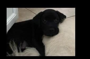 Beautiful Black Male Lab 602 423-0037 breeder image 74