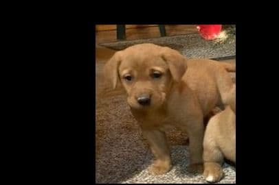 Beautiful Black Male Lab 602 423-0037 breeder image 76