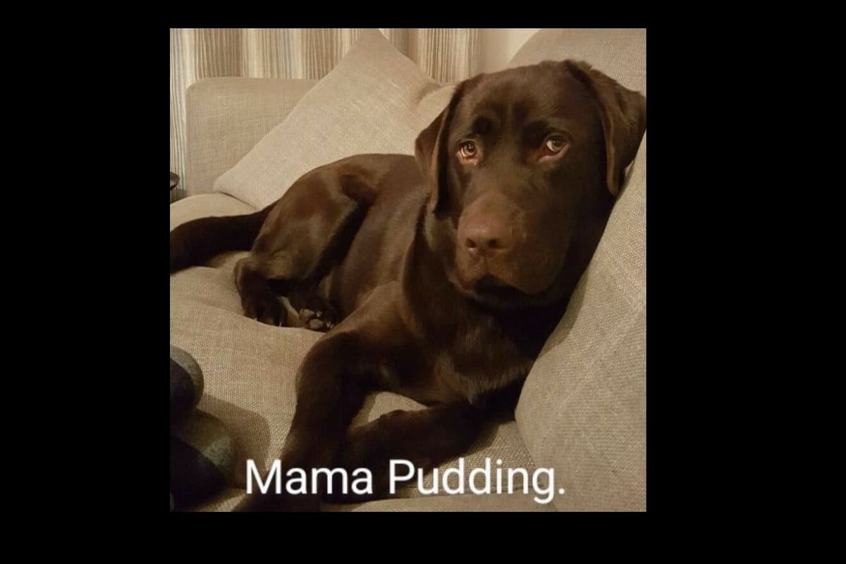 Beautiful Black Male Lab 602 423-0037 breeder image 78