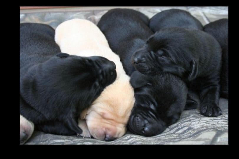 Beautiful Black Male Lab 602 423-0037 breeder image 79