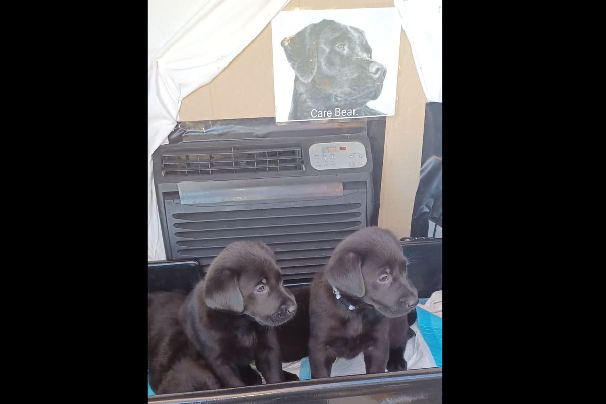 Beautiful Black Male Lab 602 423-0037 breeder image 80