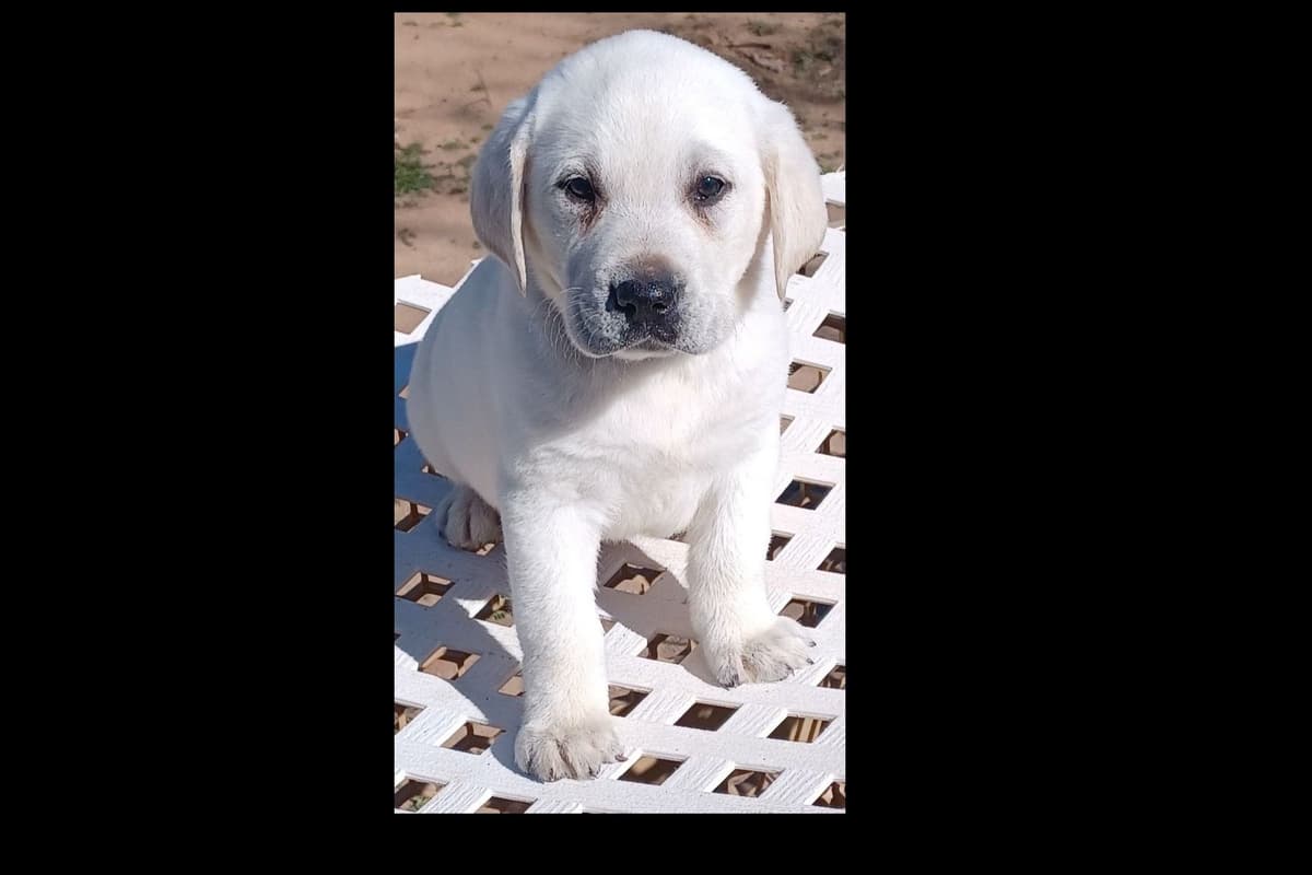 Beautiful Black Male Lab 602 423-0037 breeder image 81