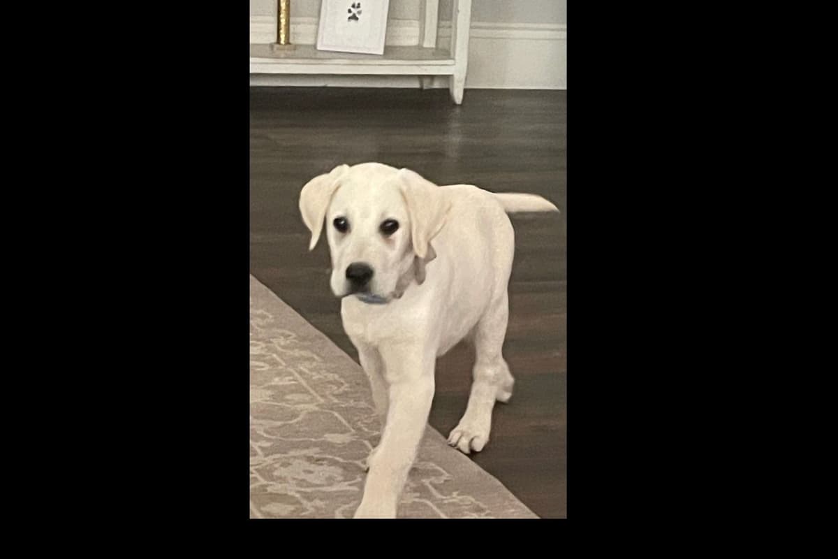 Beautiful Black Male Lab 602 423-0037 breeder image 82