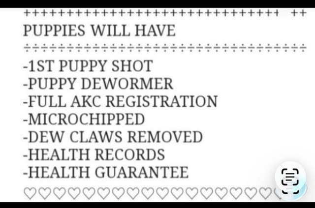 1 year old yellow male $500 Full AKC registration 602 423 0037 media 2