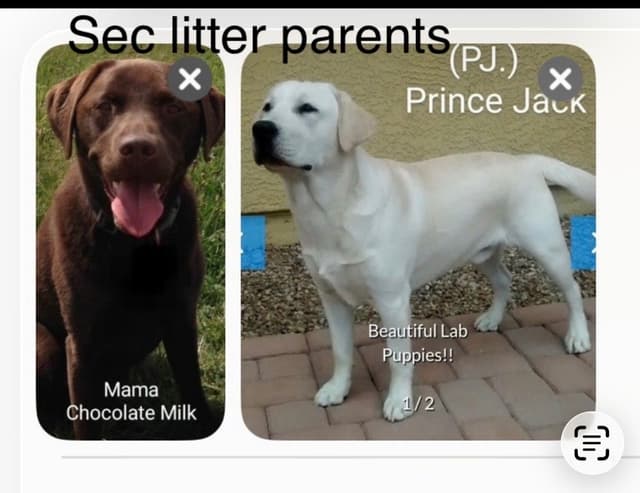 1 year old yellow male $500 Full AKC registration 602 423 0037 media 4
