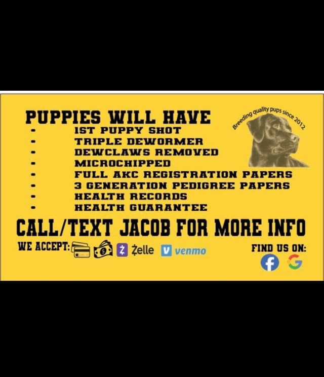 1 year old yellow male $500 Full AKC registration 602 423 0037 media 6