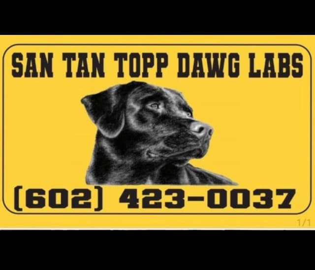 1 year old yellow male $500 Full AKC registration 602 423 0037 media 7