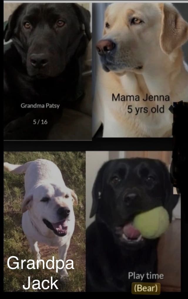 1 year old yellow male $500 Full AKC registration 602 423 0037 media 8