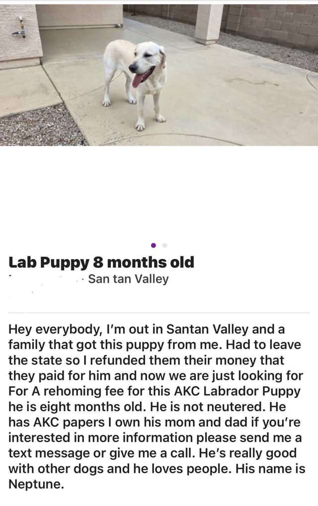 1 year old yellow male $500 Full AKC registration 602 423 0037 media 11