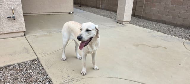 1 year old yellow male $500 Full AKC registration 602 423 0037 media 12