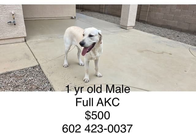 1 year old yellow male $500 Full AKC registration 602 423 0037 media 13