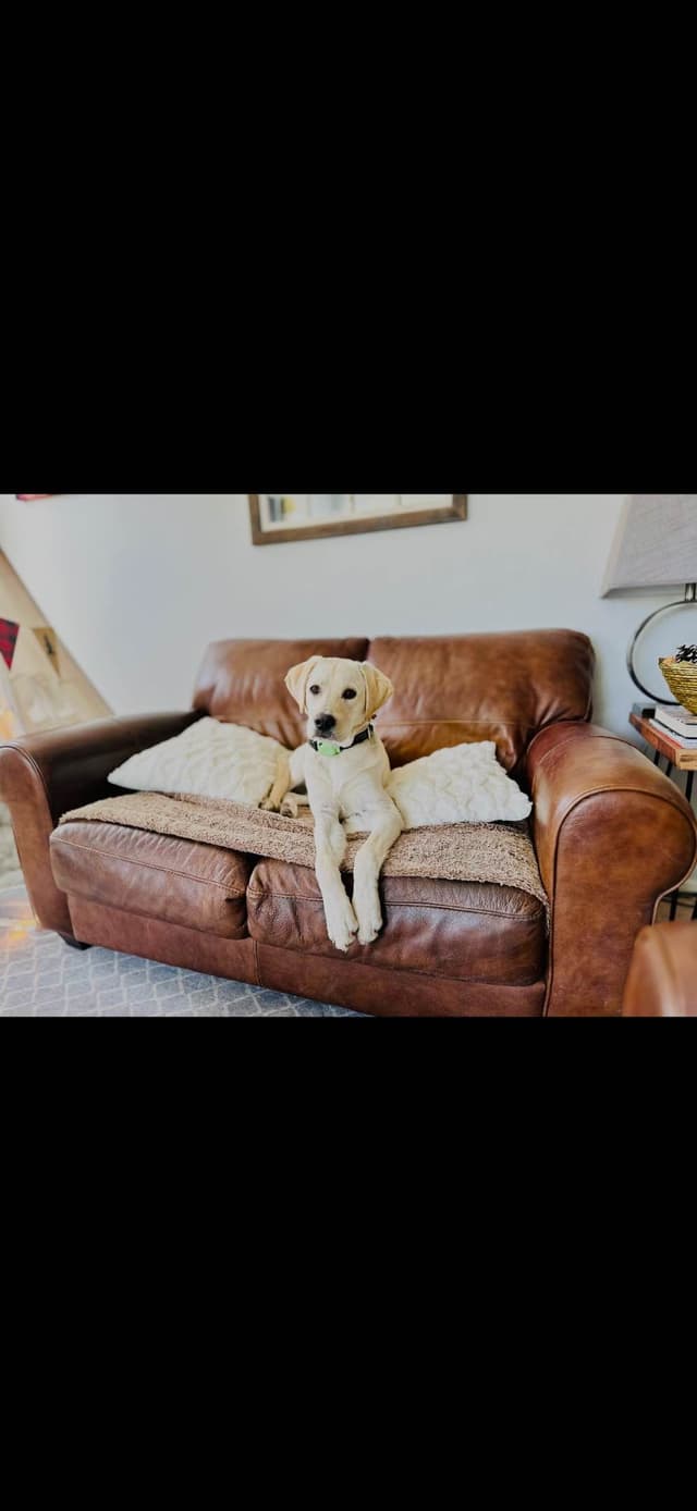 1 year old yellow male $500 Full AKC registration 602 423 0037 media 14
