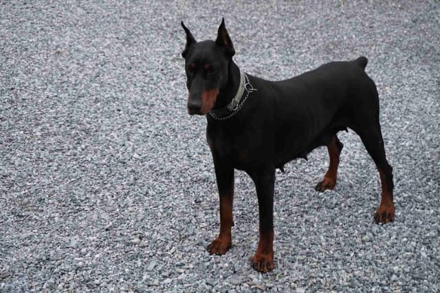 Doberman Pinscher Puppies media 2
