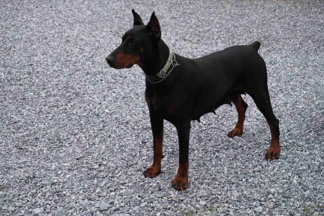 Doberman Pinscher Puppies media 3