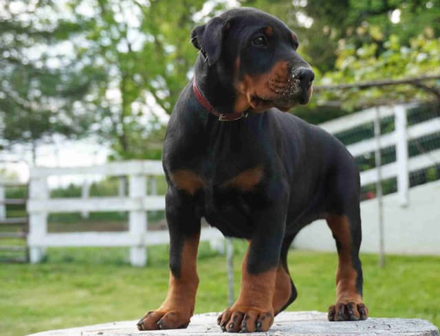 Doberman Pinscher Puppies media 4