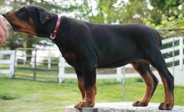 Doberman Pinscher Puppies media 5