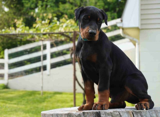 Doberman Pinscher Puppies media 6