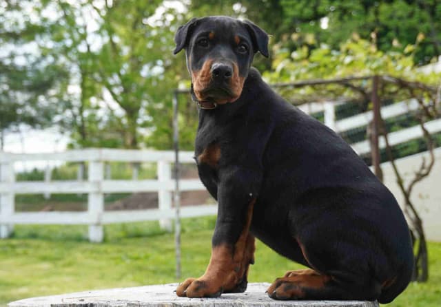 Doberman Pinscher Puppies media 7