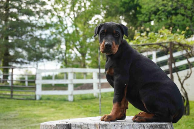 Doberman Pinscher Puppies media 8