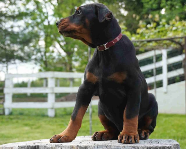 Doberman Pinscher Puppies media 9