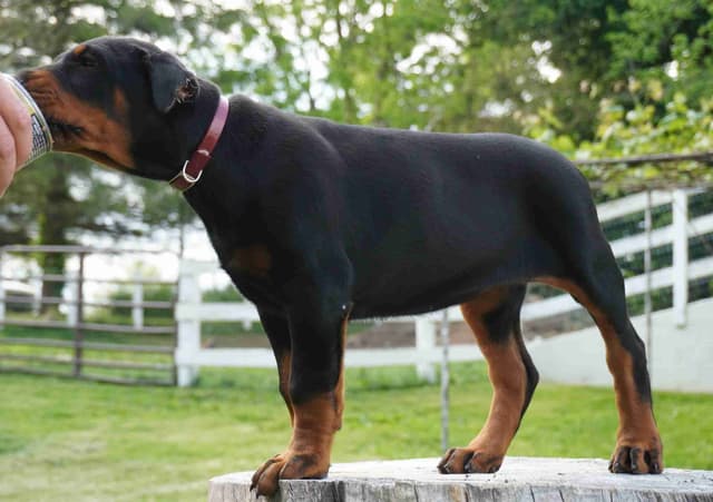 Doberman Pinscher Puppies media 10