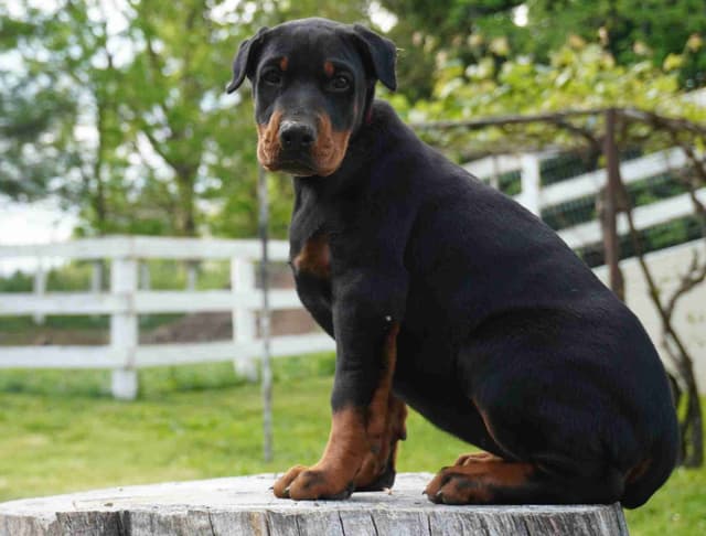 Doberman Pinscher Puppies media 11