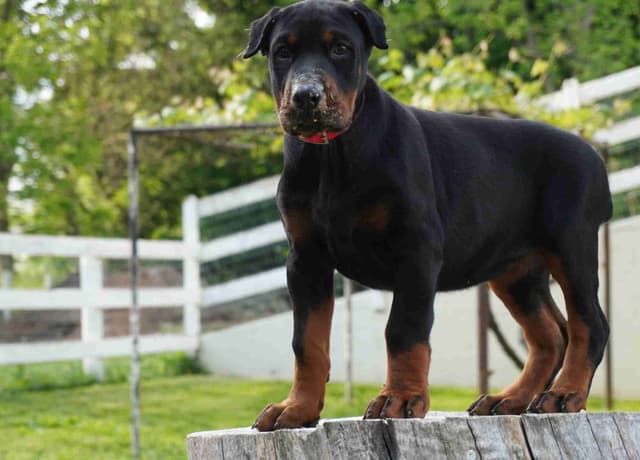 Doberman Pinscher Puppies media 12