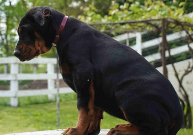 Doberman Pinscher Puppies media 13