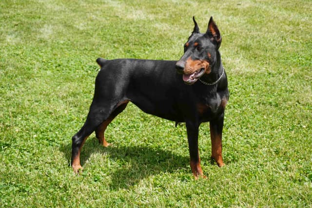 Doberman Pinscher Puppies media 14