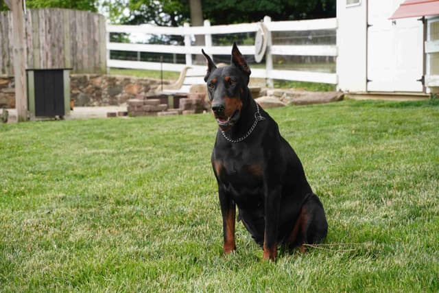 Doberman Pinscher Puppies media 15