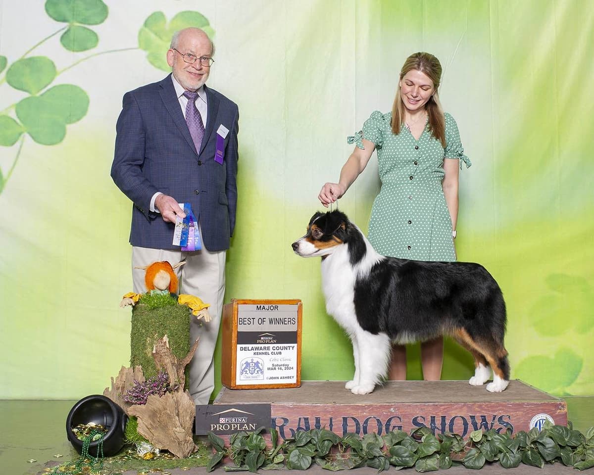 Australian Shepherd Puppies Available in Pennsylvania breeder image 2