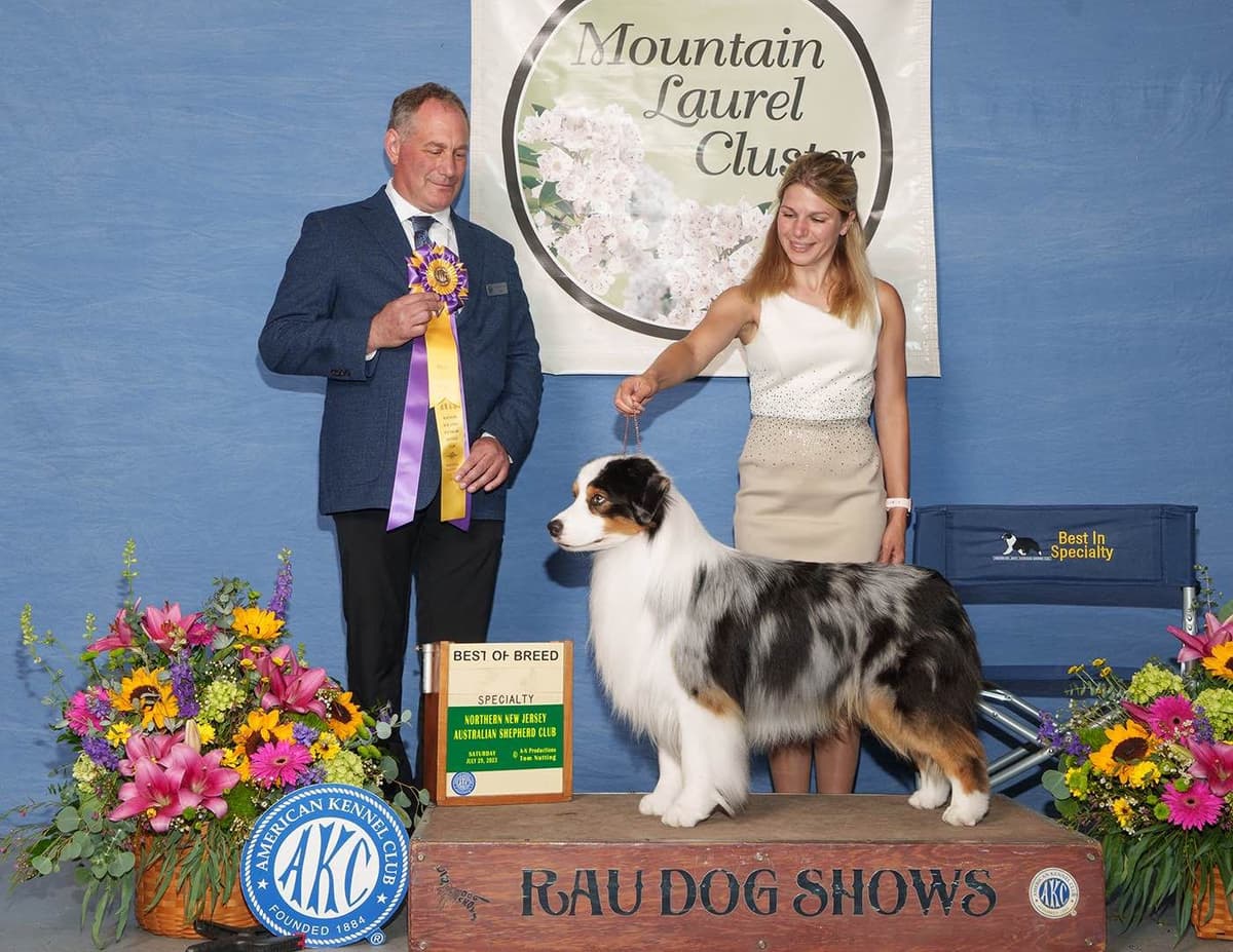 Australian Shepherd Puppies Available in Pennsylvania breeder image 4