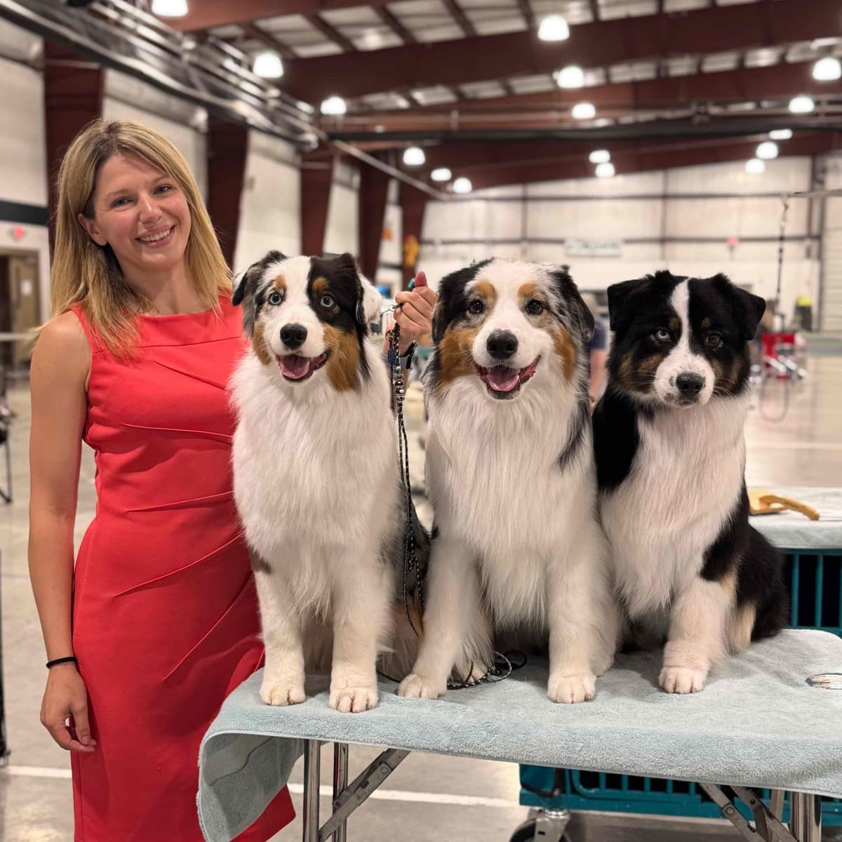 Australian Shepherd Puppies Available in Pennsylvania breeder image 6
