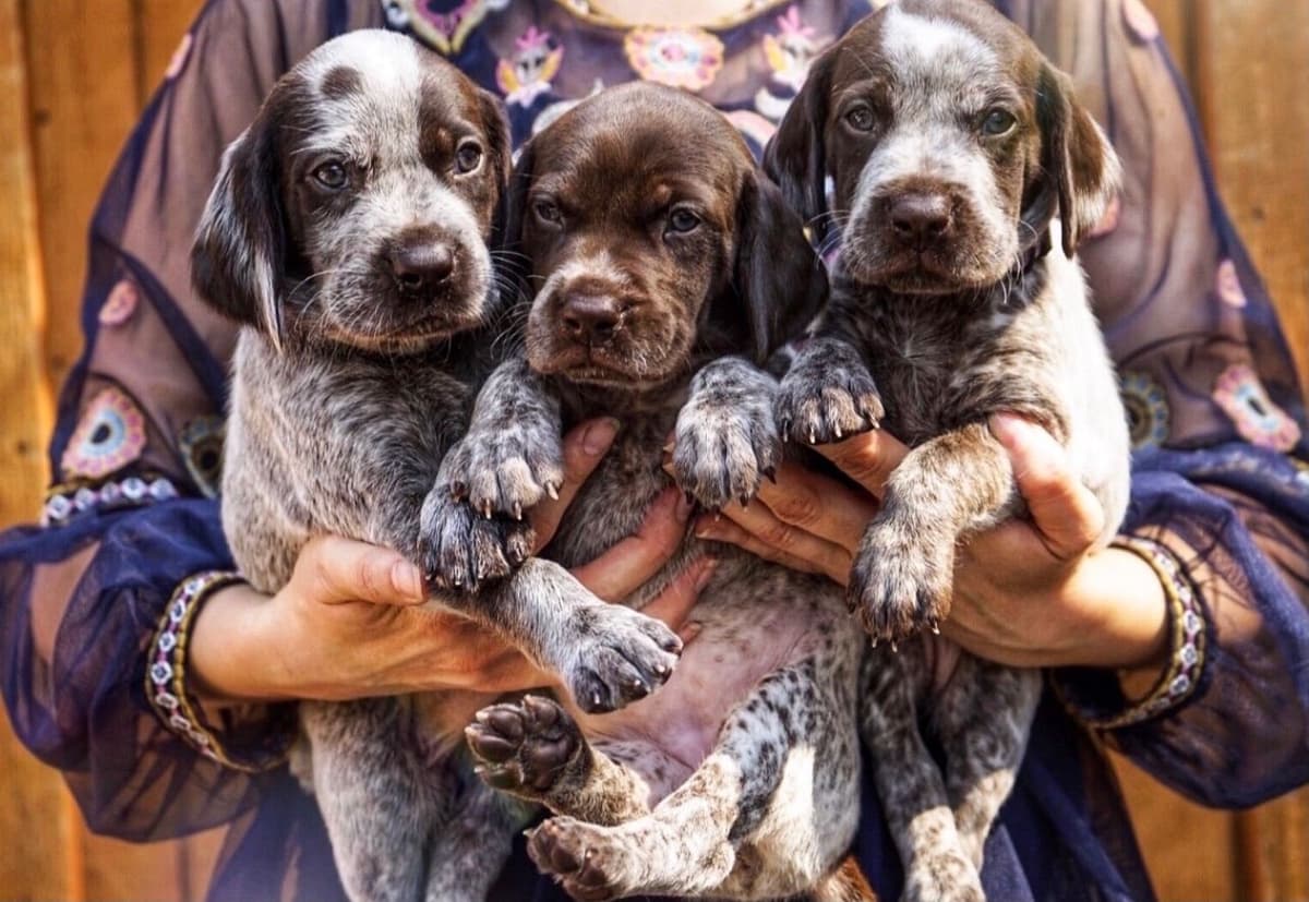 Adorable AKC German Shorthaired Pointer Puppies! breeder image 1