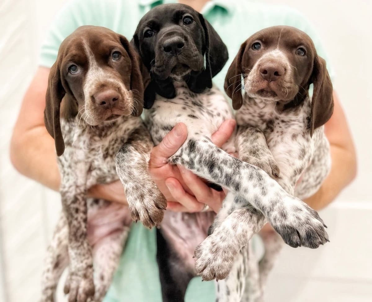 Adorable AKC German Shorthaired Pointer Puppies! breeder image 3