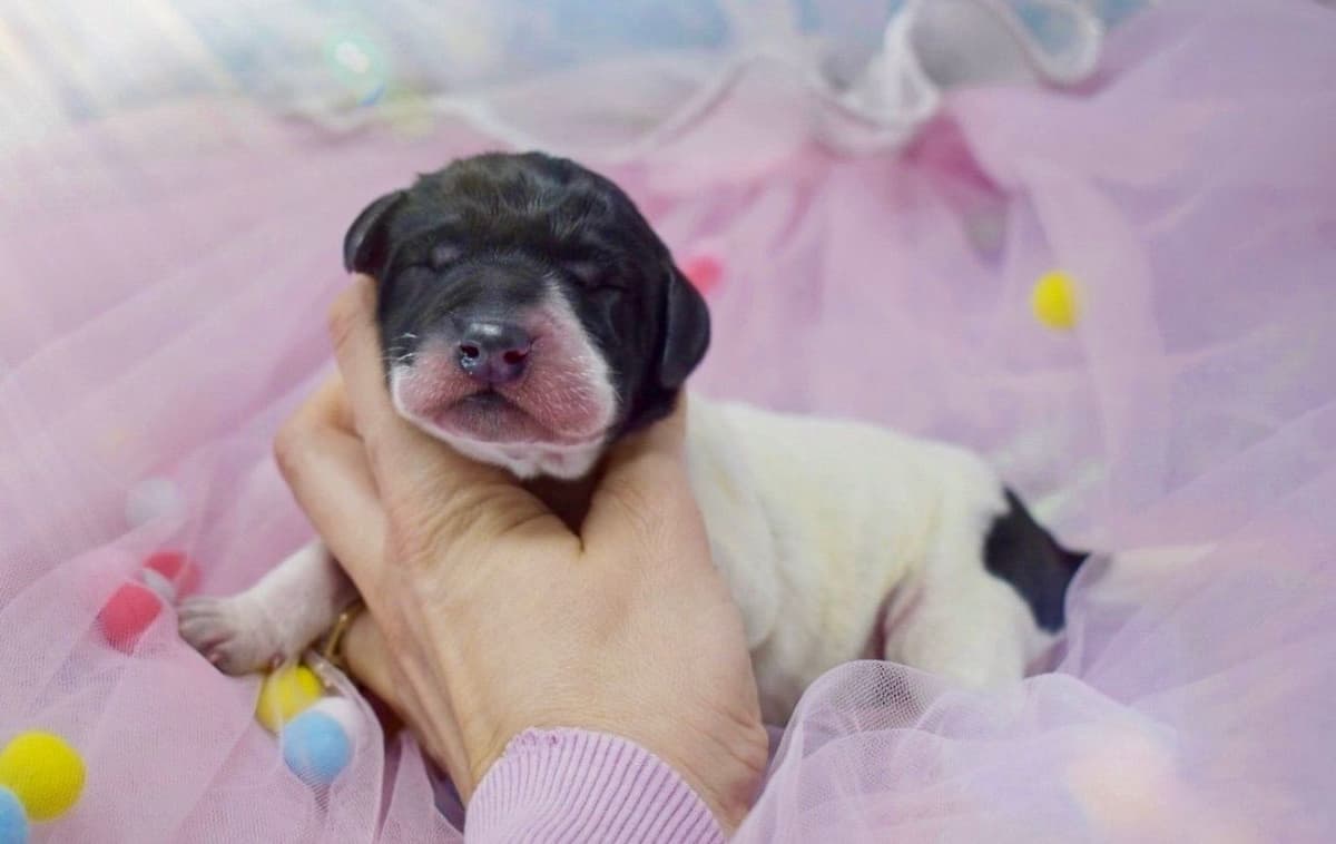Adorable AKC German Shorthaired Pointer Puppies! breeder image 4