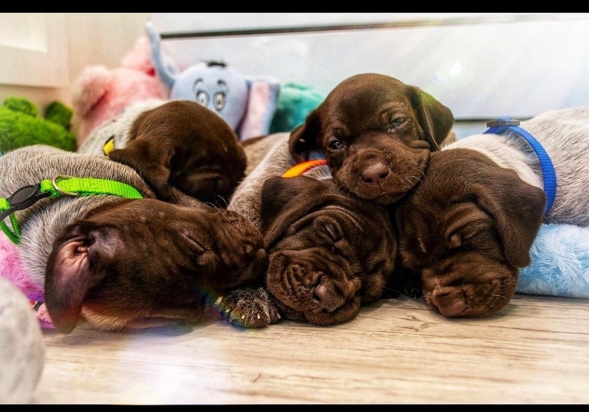 Adorable AKC German Shorthaired Pointer Puppies! breeder image 6